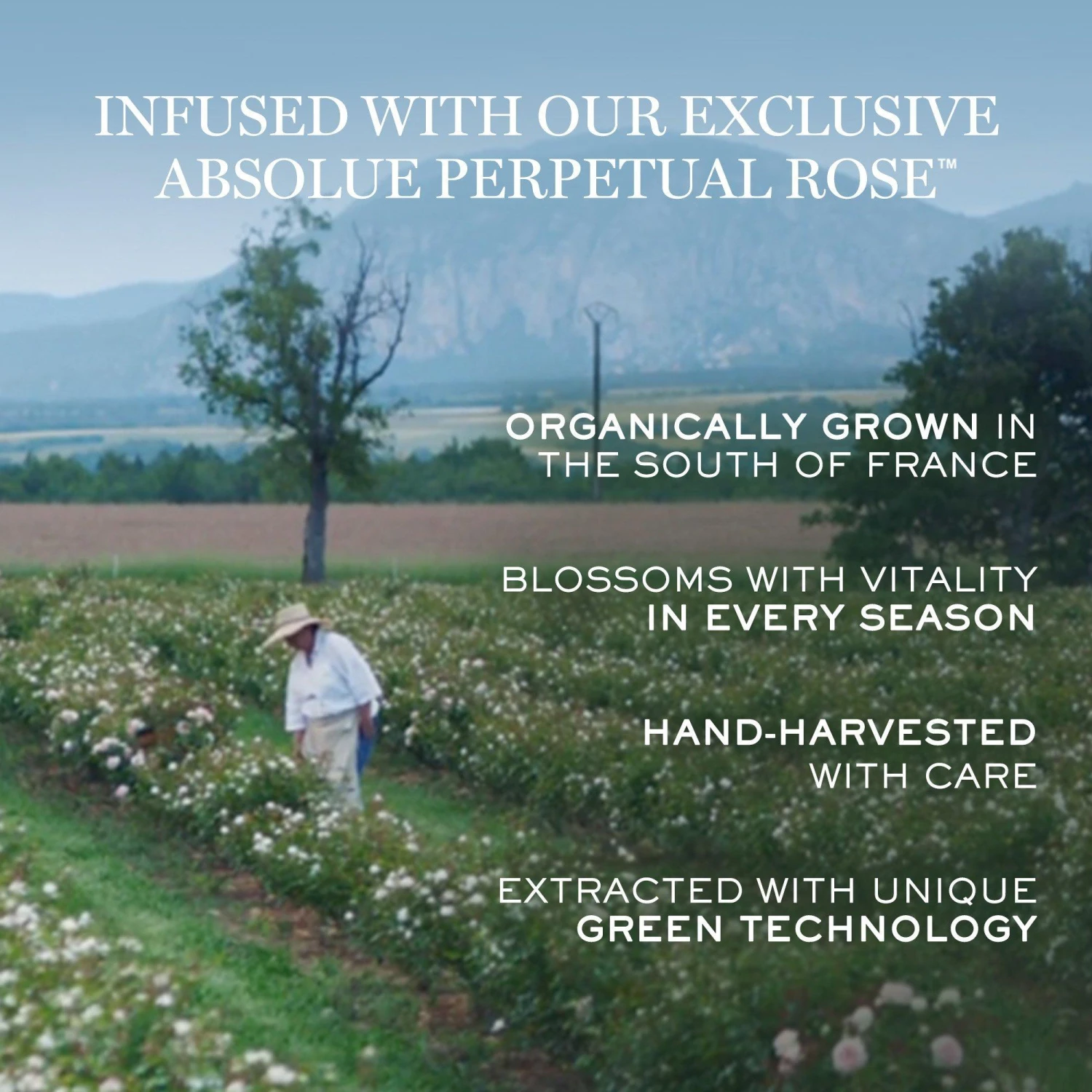 Lancome Absolue Revitalizing & Brightening Soft Cream 4 Lancome Absolue Revitalizing & Brightening Soft Cream - Image 4