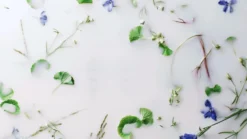 Fresh Milk Body Lotion